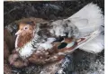 6 чифта чилести паламарски гълъби , снимка 6