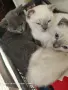 Клепоухи Британчета, снимка 1