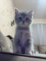 Британски котенца , снимка 4
