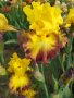 ризоми от сортови брадати ириси, снимка 1 - Градински цветя и растения - 41372392