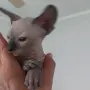 Чистокръвни канадски сфинксове, снимка 4