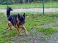 Дългокосместа женска немска овчарка , снимка 3