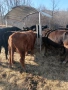 Крави Телета Ангус, снимка 2