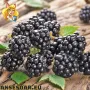 Висококачествени нови семена от хранителна Къпина без бодли Rubus rusticanus 50+ семена антиоксидант, снимка 14