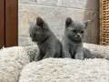 Чистокръвни Британски късокосмести котенца, снимка 4