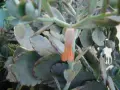 Каланхое рядък вид със сиви листа , снимка 2