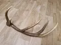 рог от елен         . , снимка 5