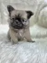 чихуахуа момченце , снимка 5