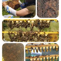 Пчелни майки, пчелни отводки(изкуствени рояци), снимка 2 - За пчели - 44270594