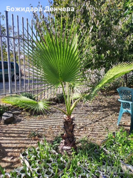 Палми Вашингтон малки, снимка 1