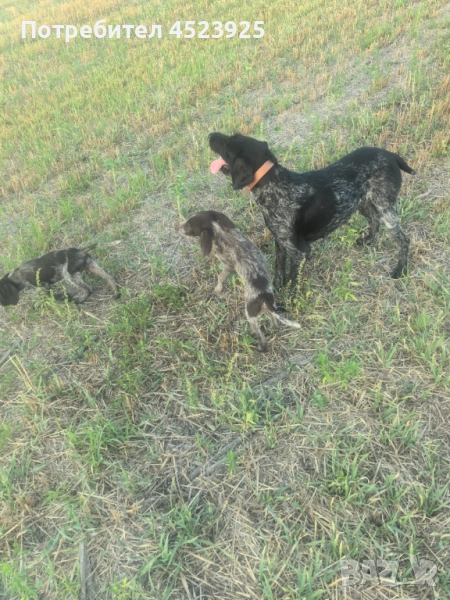 Дратхаари, снимка 1