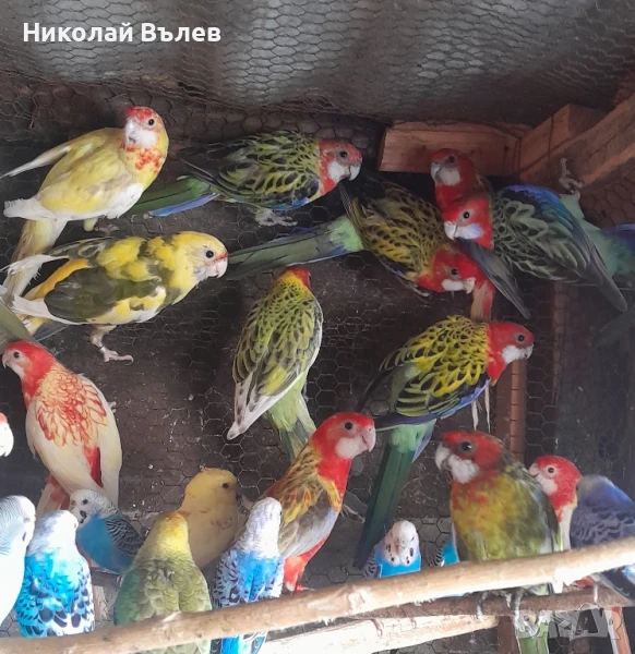 Розели, пойни, александри,пенанти и неразделки , снимка 1