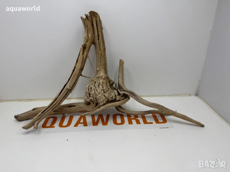 Корен Азалия 26, снимка 1