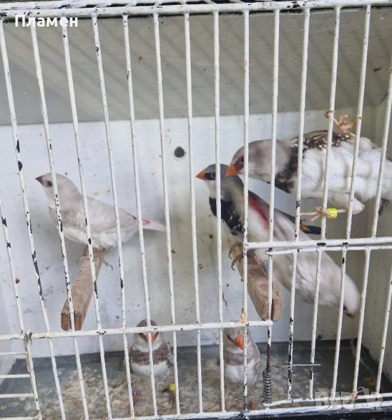 Диамантени амадини, снимка 1