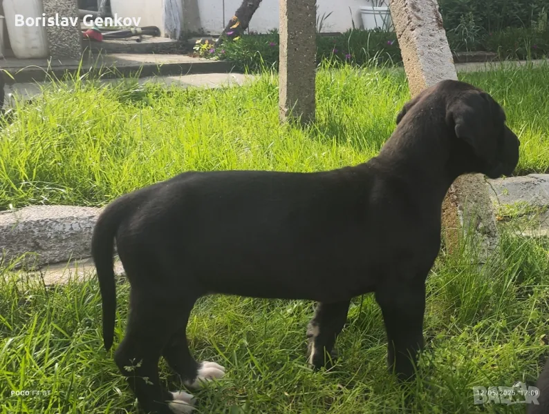 Немски дог!!!, снимка 1