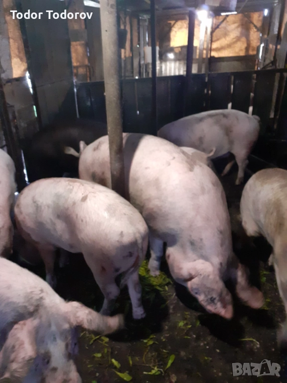 Домашни прасета, снимка 1