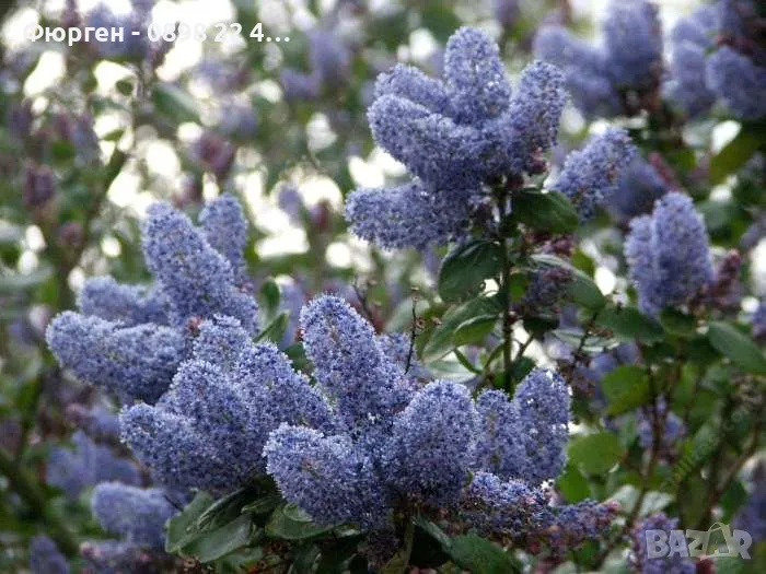 Цеанотусът (Ceanothus) или калифорнийският люляк Налични 3 вида, снимка 1