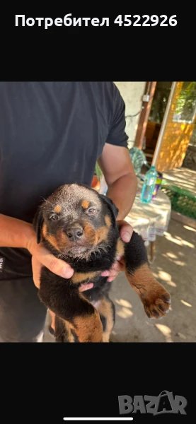 Продавам чистокръвни ротвайлери, снимка 1