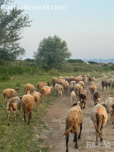 Продавам млади Овце , снимка 1