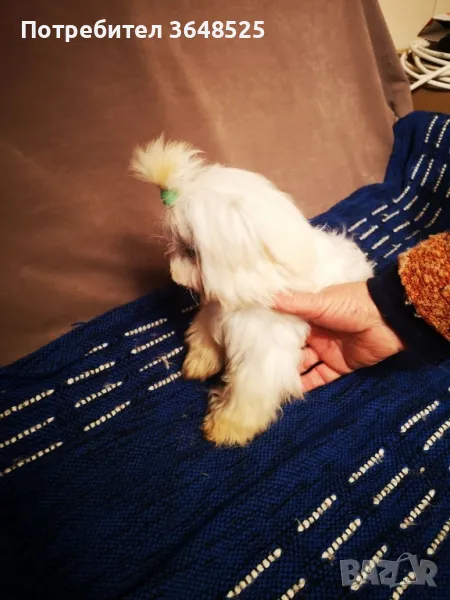 продавам малтизер, снимка 1