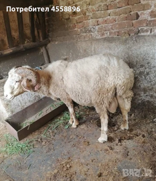 Коч, снимка 1