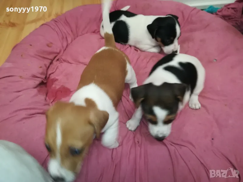 ДЖАК РЪСЕЛ-БЕБЕТА ДЖАКОВЕ-ВИДИН 0302251844, снимка 1