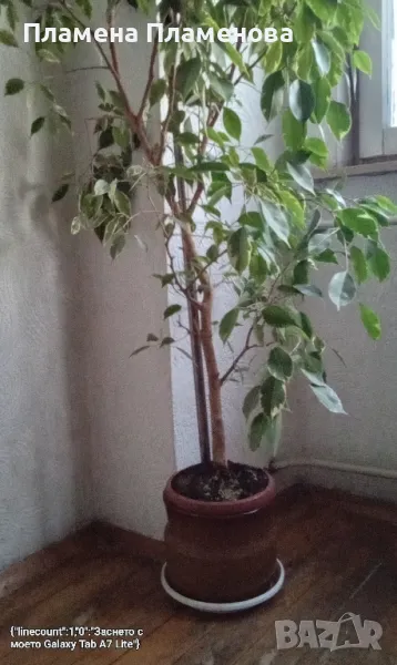 керамична САКСИЯ гледжосана , снимка 1