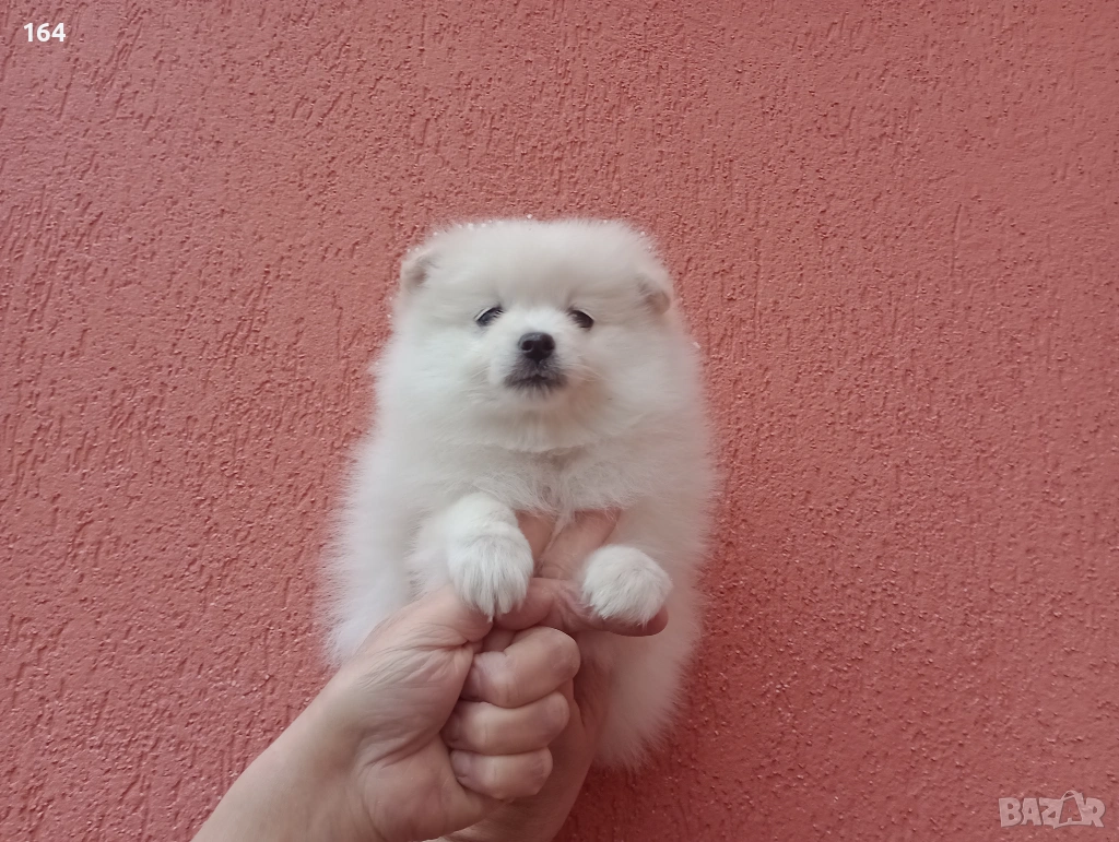 Мъжки бял Померан. Реални снимки от 01.02.26 г., снимка 1