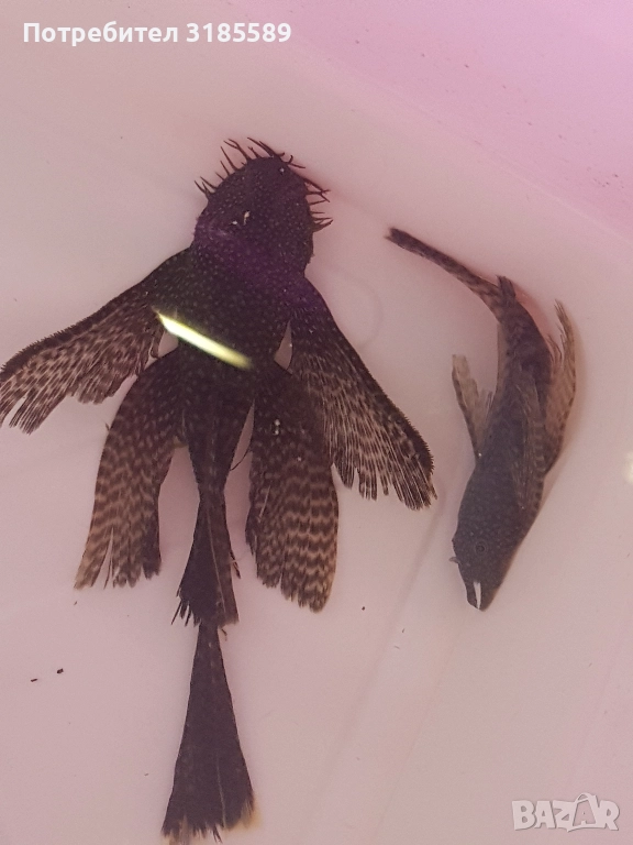 Анциструс воален черен, снимка 1