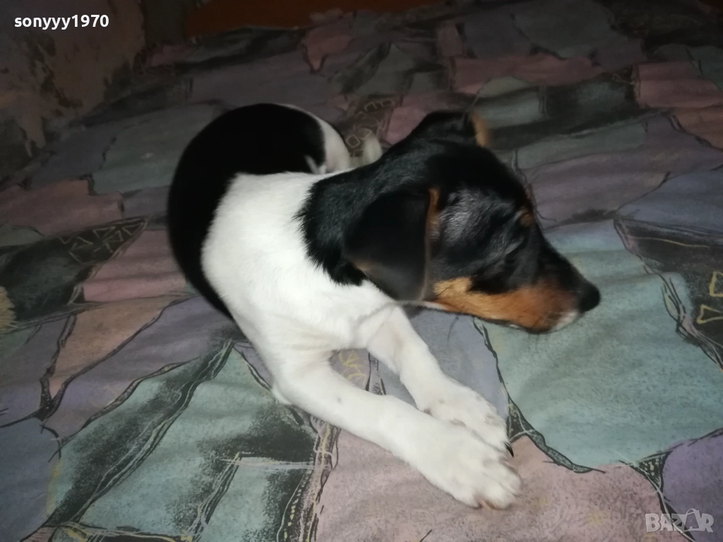 ДЖАК РЪСЕЛ ТЕРИЕР 0512250842, снимка 1