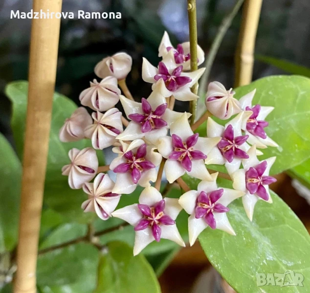 Hoya Patricia , снимка 1