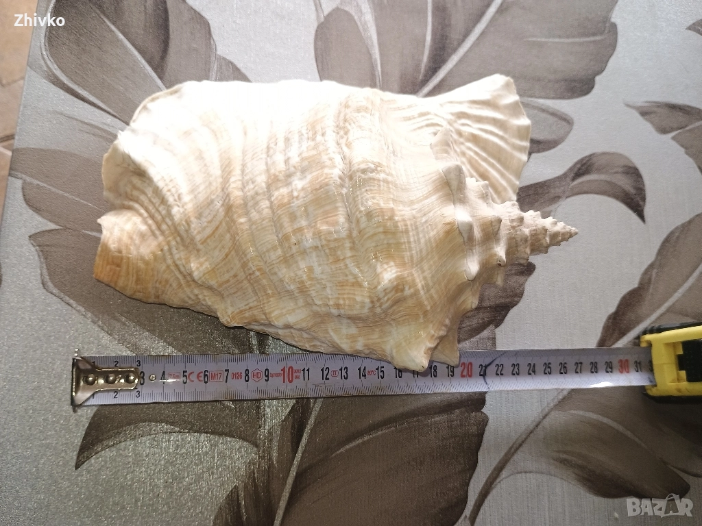 рапан от куба, снимка 1