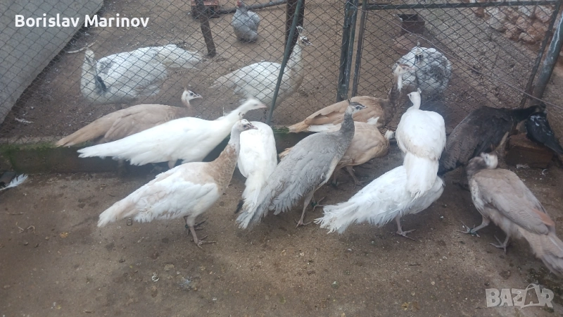 Пауни, снимка 1