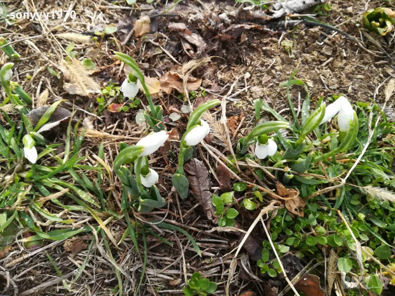 КОКИЧЕТА В САКСИЯ С ЛУКОВИЦИ И ПОЧВА 2025Г 2401251516, снимка 1