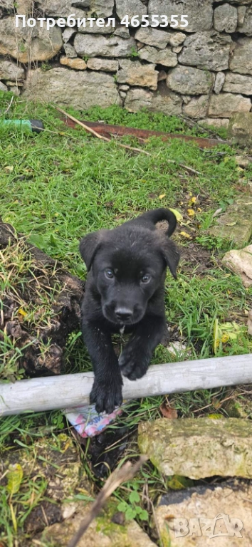 Каракачанка/ лабрадор, снимка 1