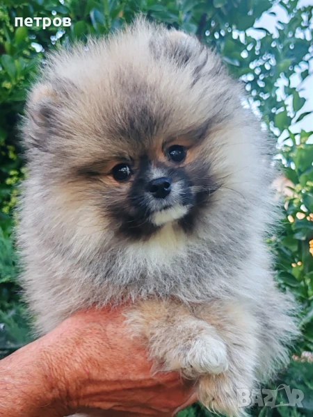 Померан померан, снимка 1