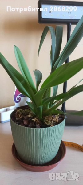 Орхидея камбрия, снимка 1