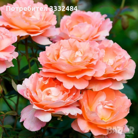 Роза 30, снимка 3 - Градински цветя и растения - 36094411