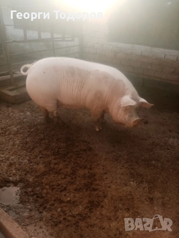 Свиня майка, снимка 3 - Прасета - 52775031