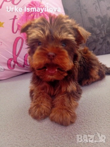 Мини йоркширски териер , снимка 4 - Йоркширски териер - 53534471