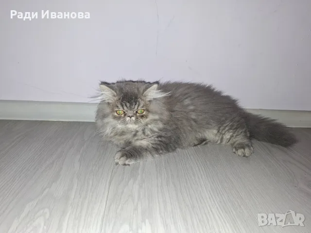 Персийско женско коте на три месеца, снимка 7 - Персийска - 55676959