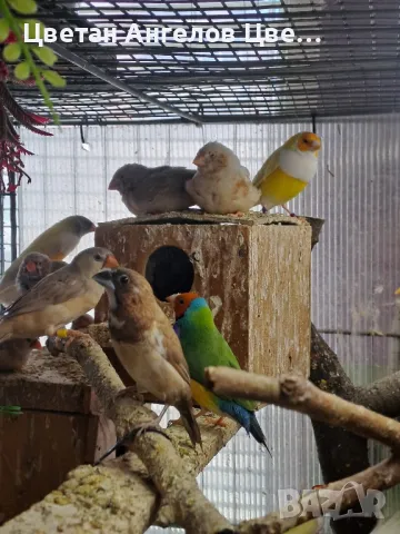 продавам японски амадини , снимка 2 - Амадини - 48494987