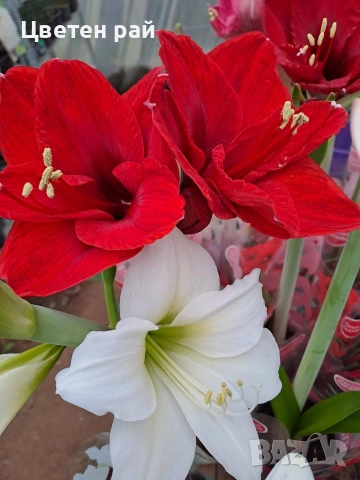 Луковици на 4цвята амарилис 4,50€, снимка 3 - Градински цветя и растения - 53658656