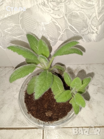 Пасифлора, бял Бенджамин, Сансевиера, мексиканска мента, Копривка , снимка 7 - Градински цветя и растения - 51170707