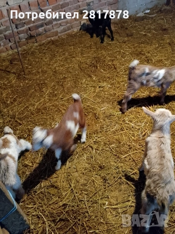 малки ярета , снимка 2 - Кози - 53623593