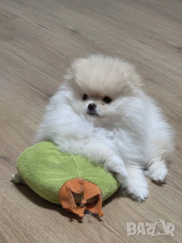 Померан женски