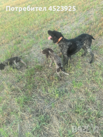 Дратхаари, снимка 1