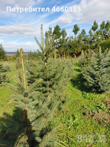 Коледна чудна елха за дома и градината , снимка 6 - Градински цветя и растения - 52532779