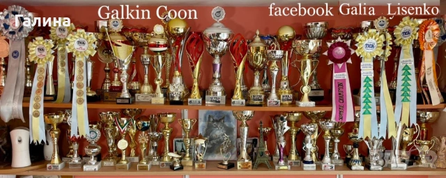 Котенце Мейн Кун, снимка 3 - Мейн кун - 26713468