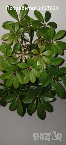 ШЕФЛЕРА , снимка 3 - Градински цветя и растения - 49267314